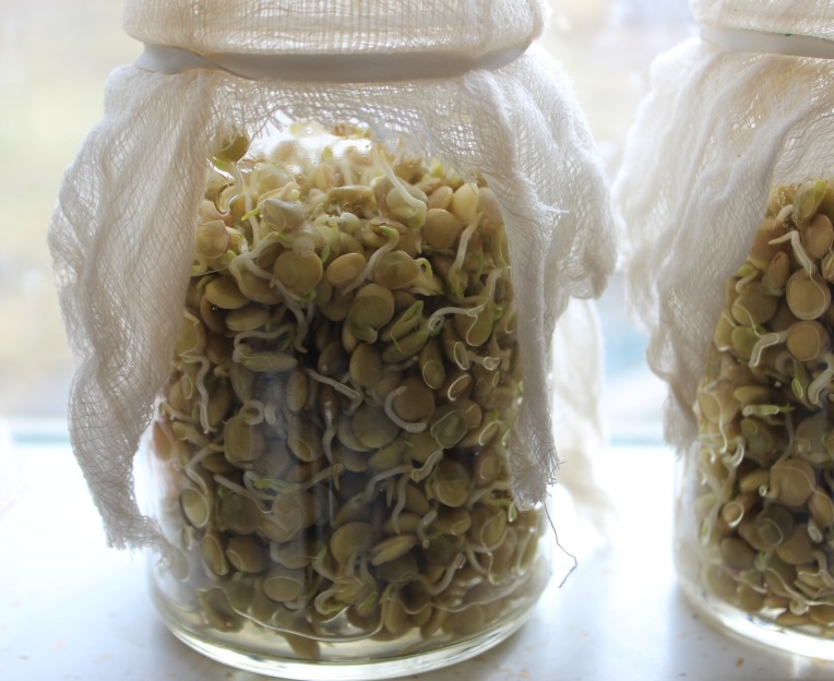 Day Three in jar: lentil sprouts can be harvested at this point